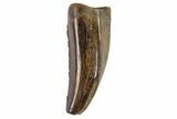 Serrated, Theropod (Raptor) Tooth - Montana #106934-1